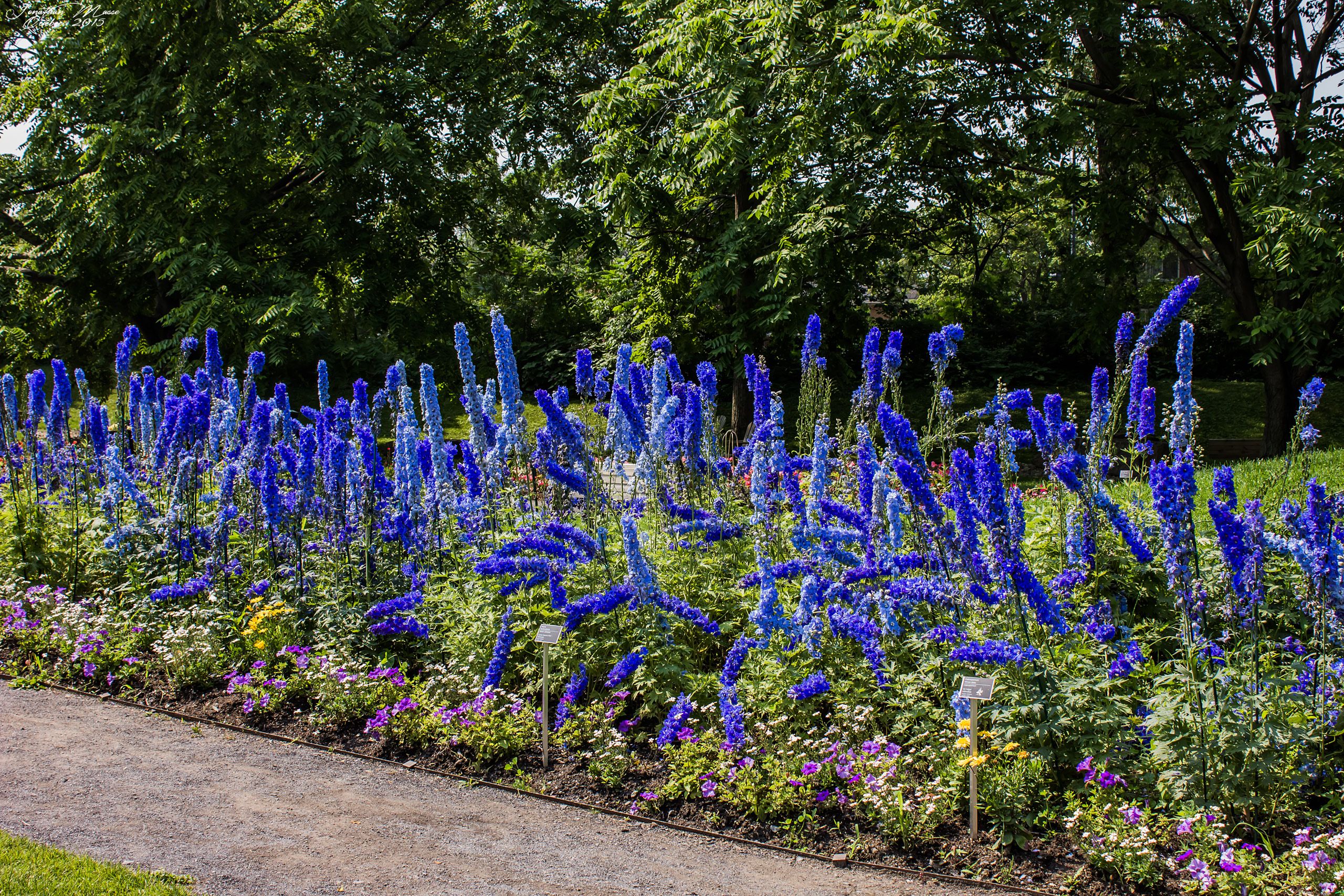 Fonds d'cran Nature Fleurs Fleurs bleues