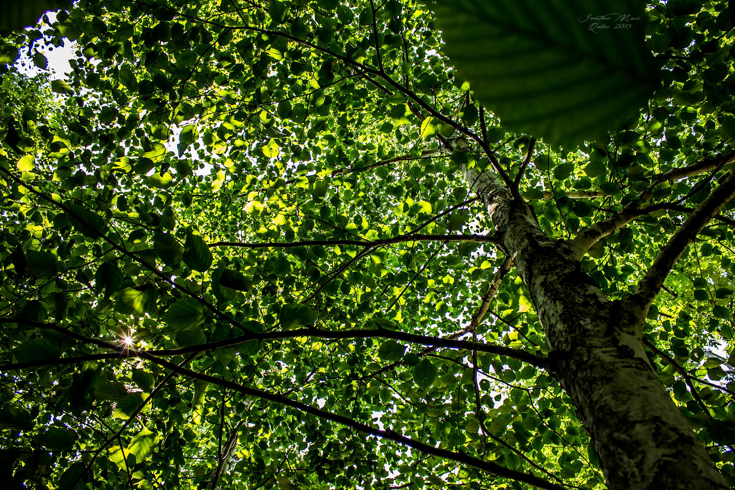 Fonds d'cran Nature Arbres - Forts Bouleau