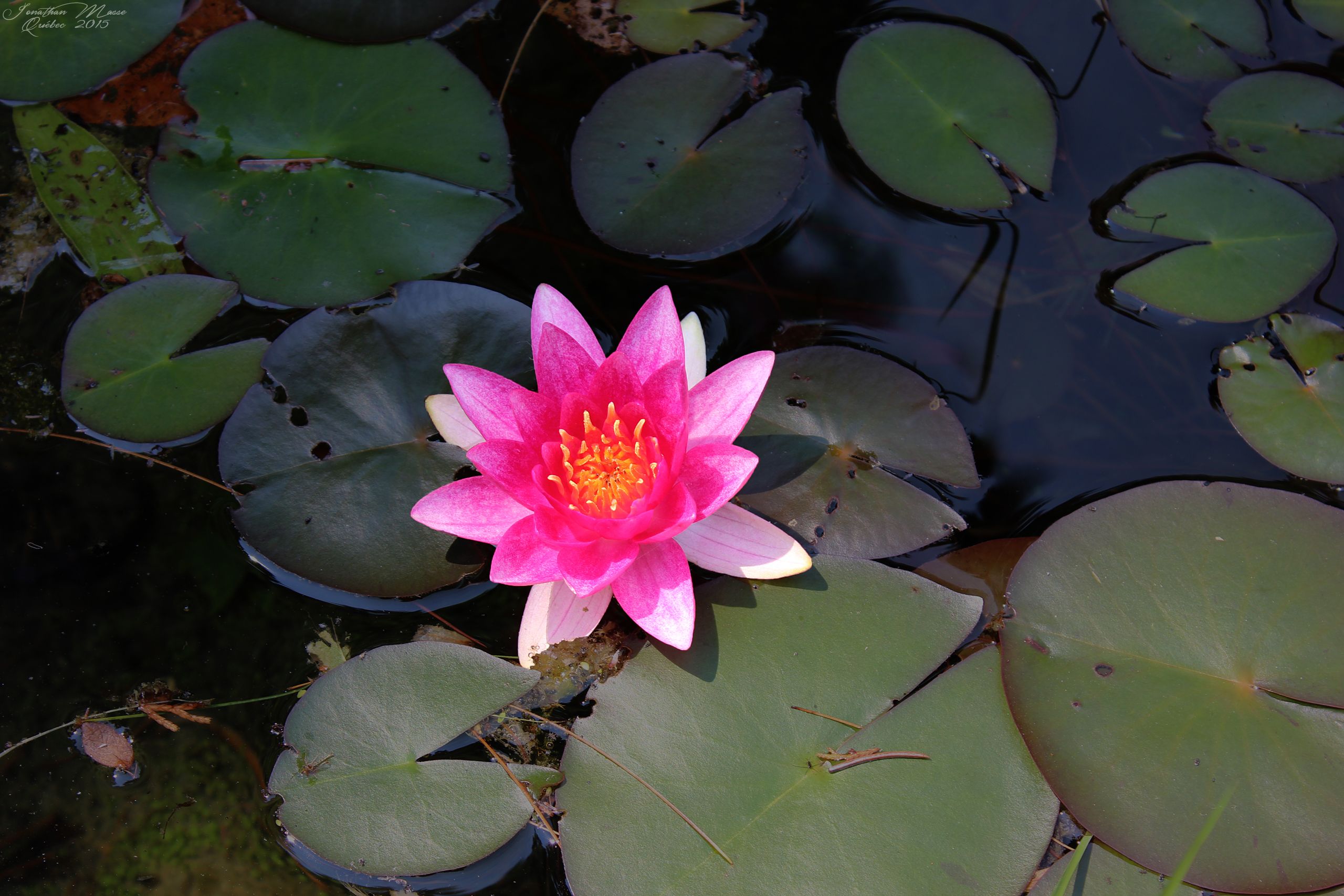 Fonds d'cran Nature Fleurs Nénuphar rose