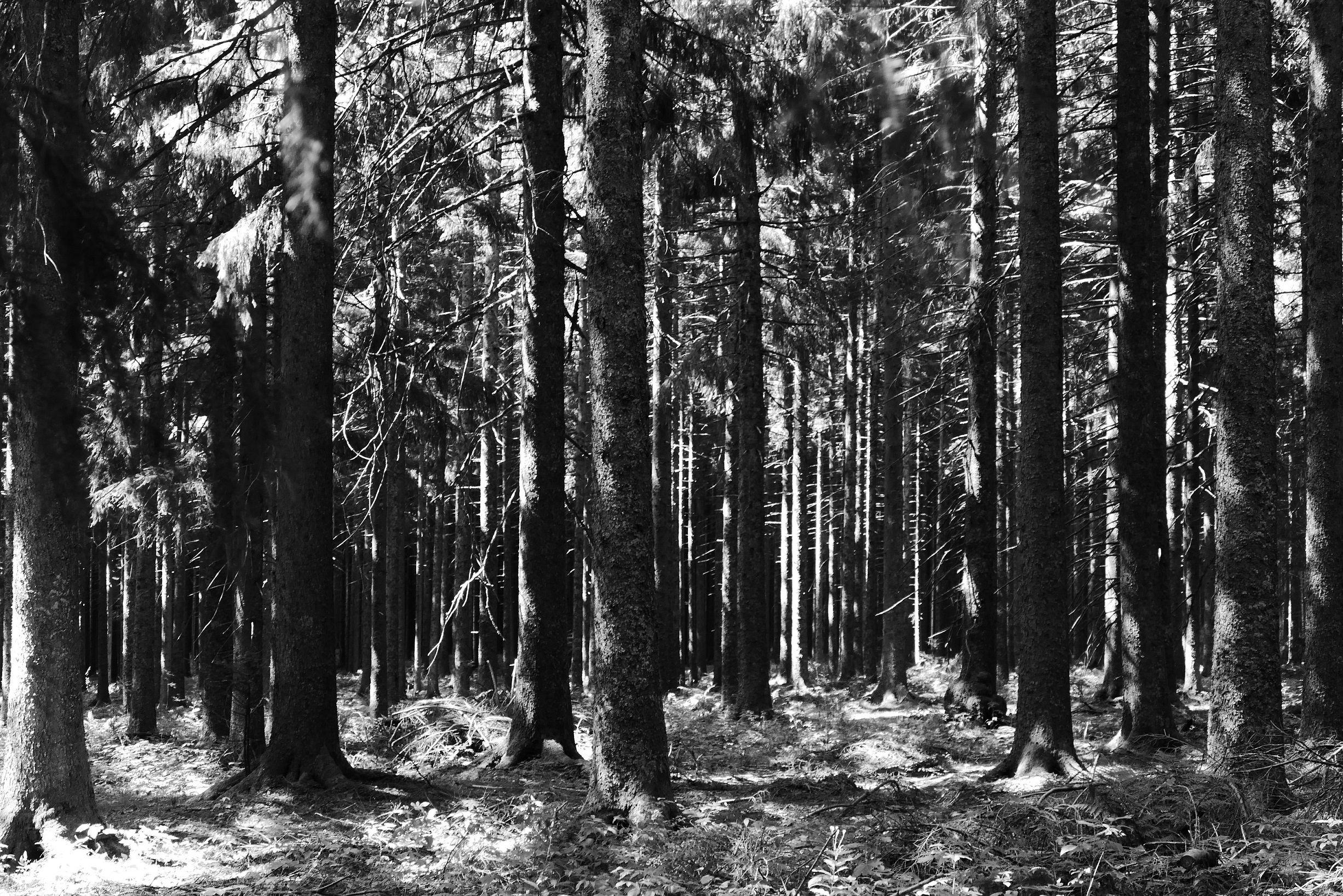 Fonds d'cran Nature Arbres - Forts La Forêt Noire - Allemagne