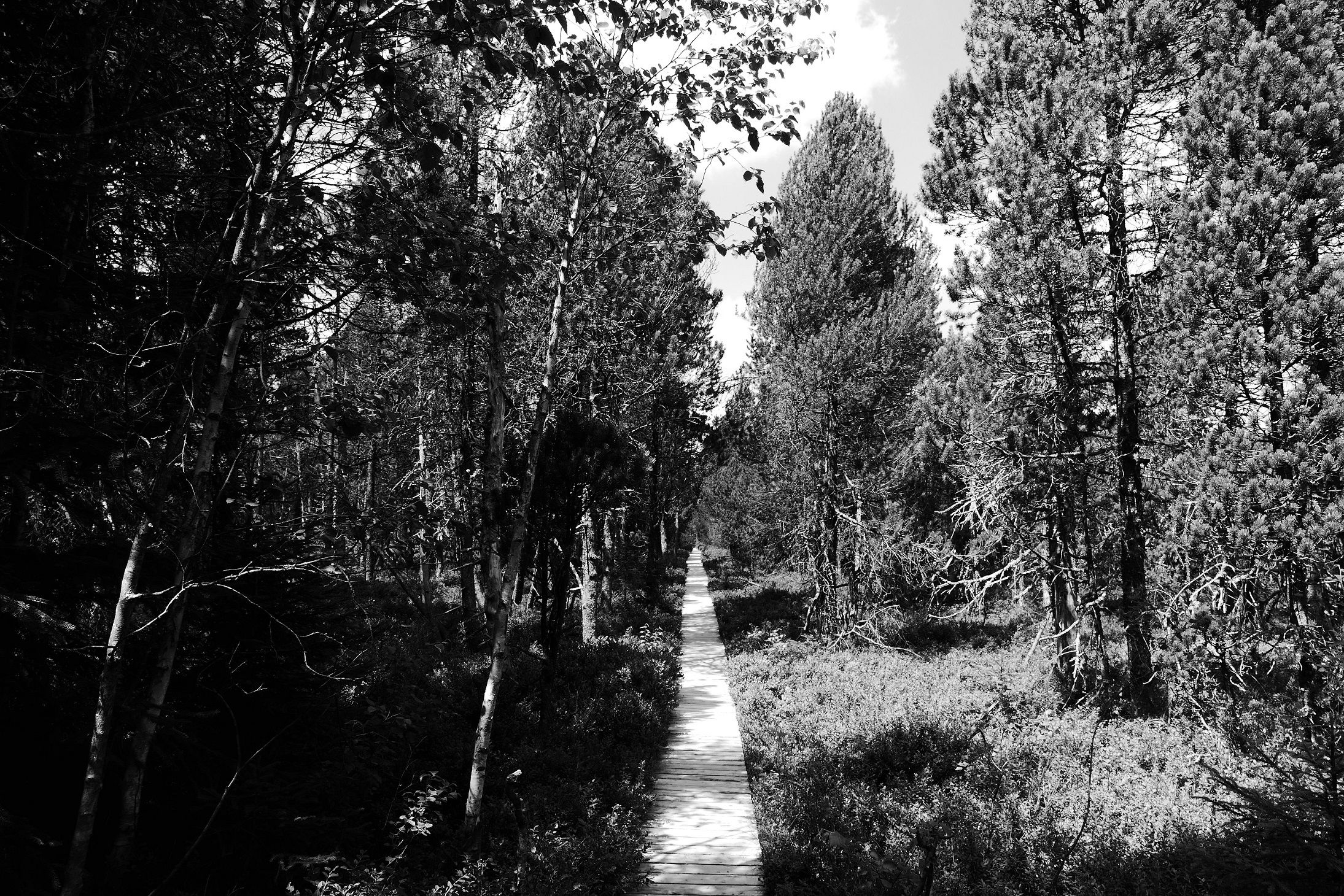 Fonds d'cran Nature Arbres - Forts La Forêt Noire - Allemagne