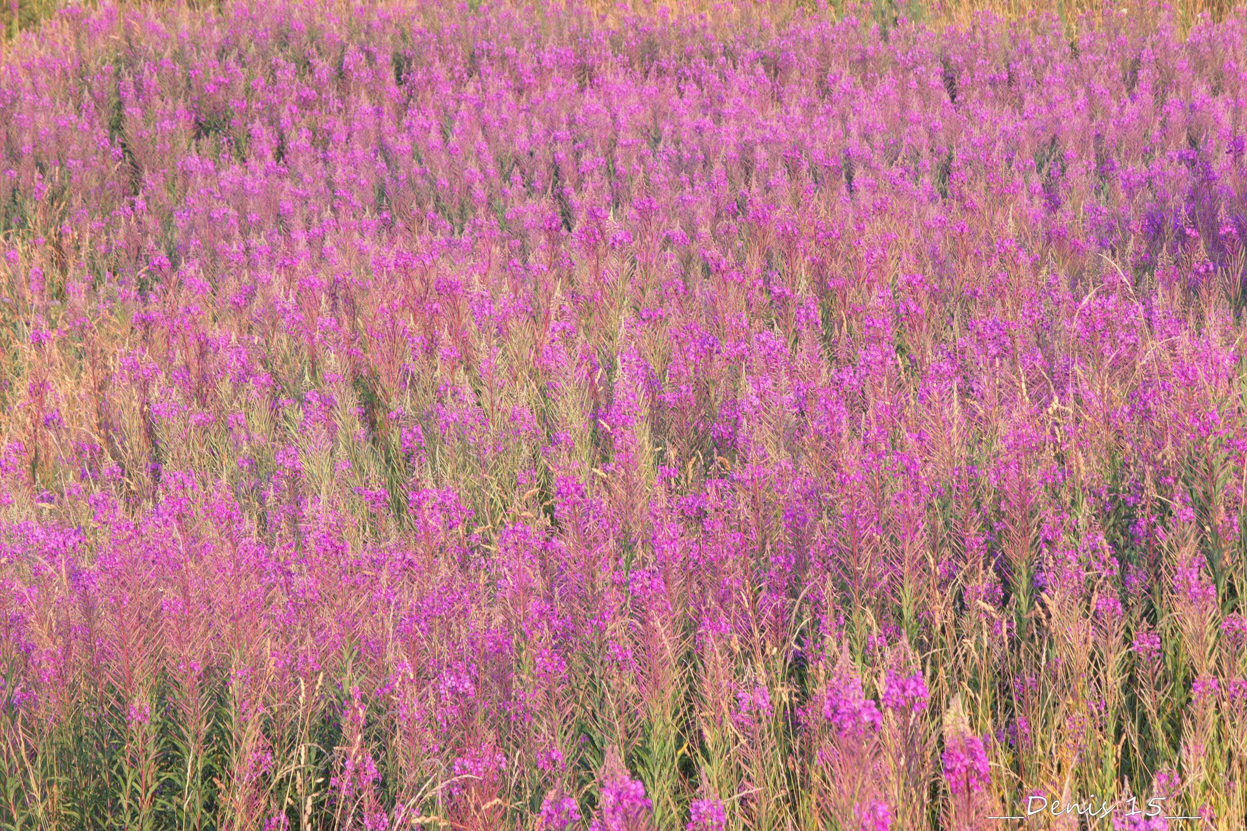 Fonds d'cran Nature Fleurs AUVERGNE-HAUTE LOIRE