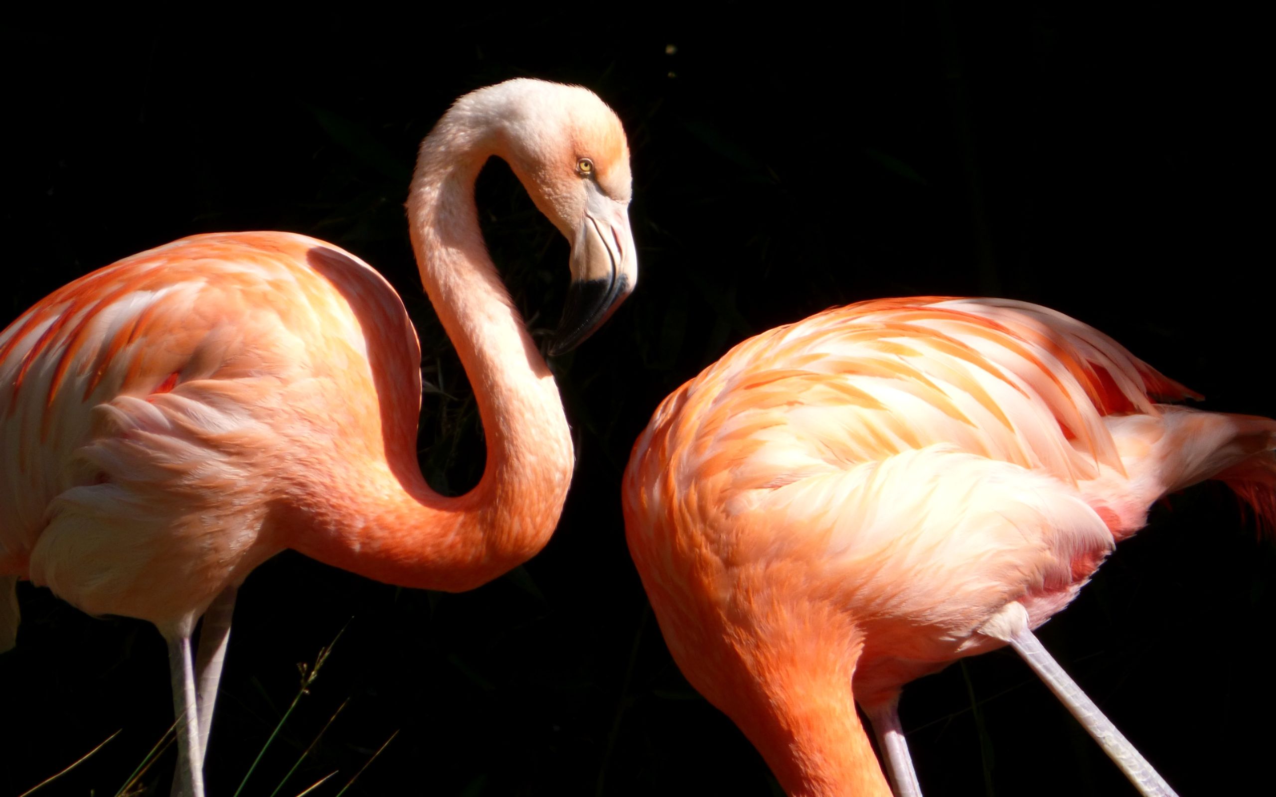 Wallpapers Animals Birds - Flamingos 