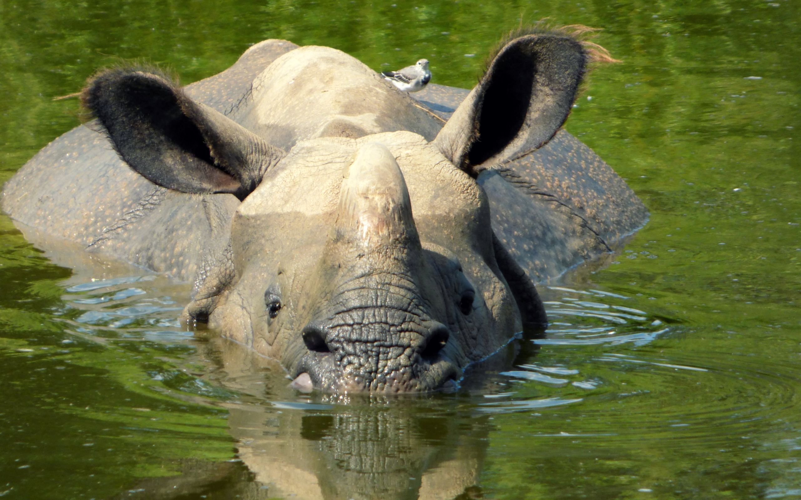 Fonds d'cran Animaux Rhinocros 