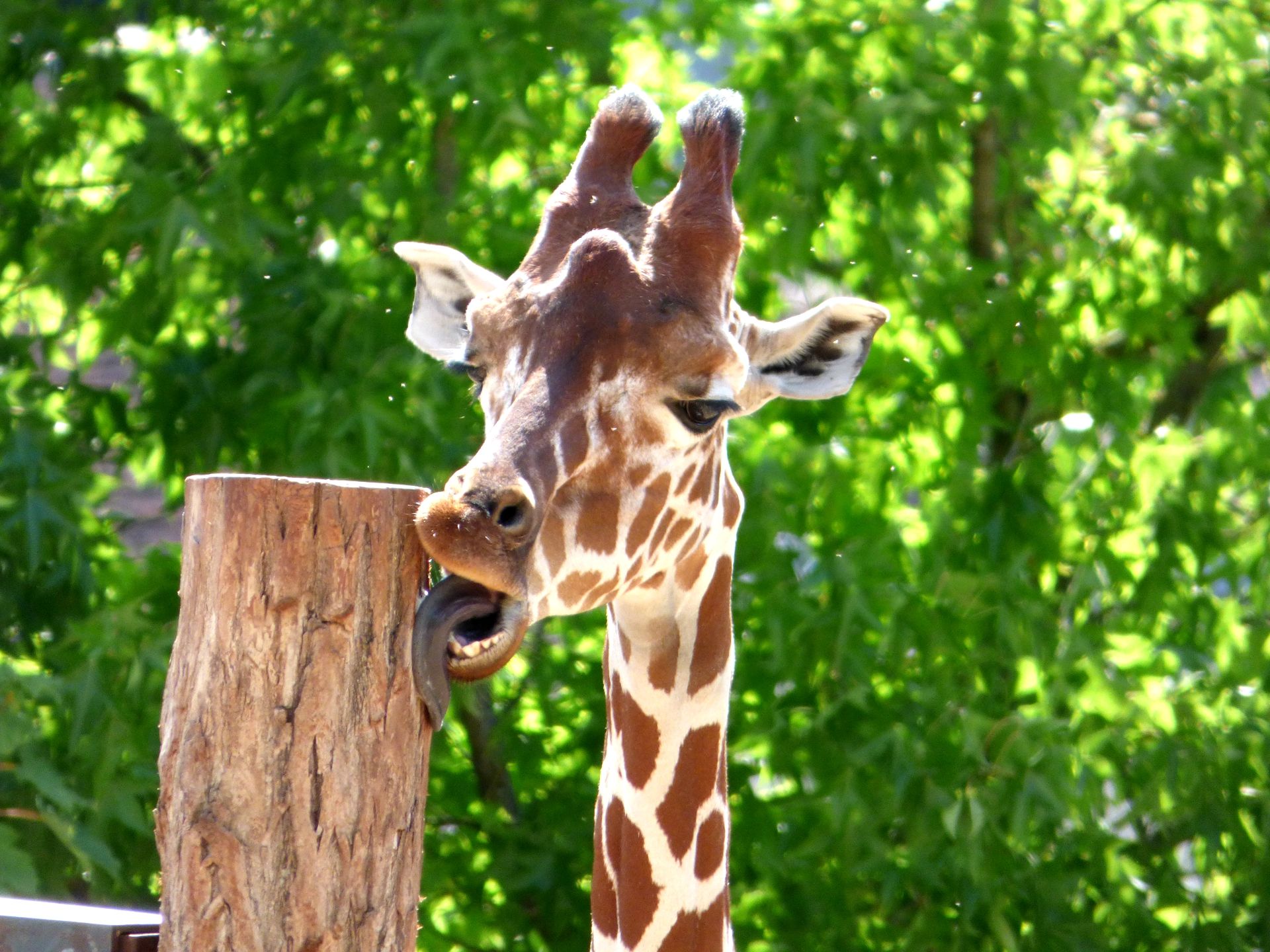 Wallpapers Animals Giraffes 