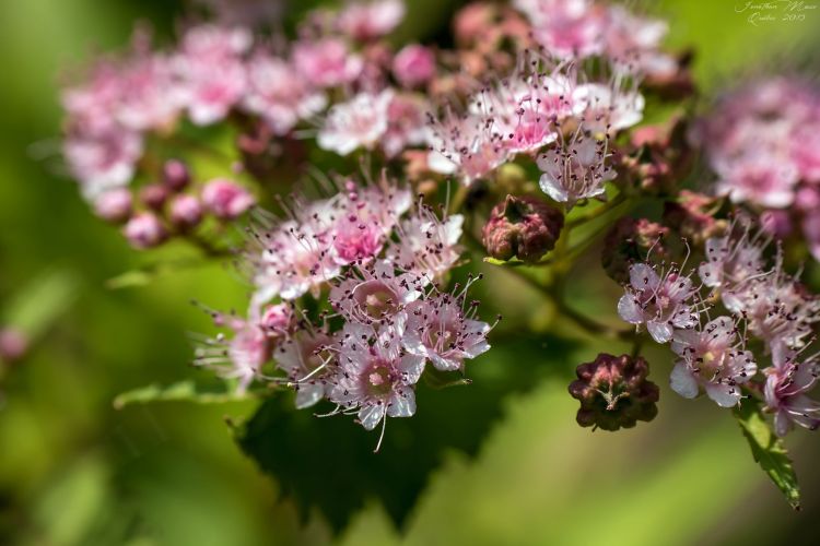 Fonds d'cran Nature Fleurs Fleurs rose