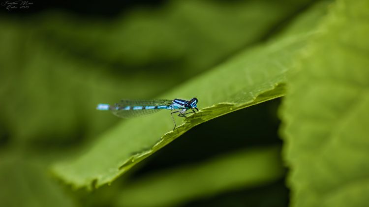 Fonds d'cran Animaux Insectes - Libellules Libellule bleue