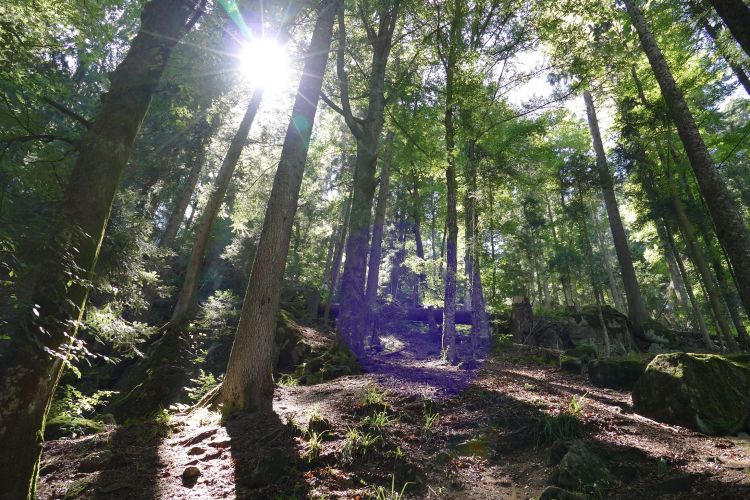 Fonds d'cran Nature Arbres - Forts La Forêt Noire - Allemagne