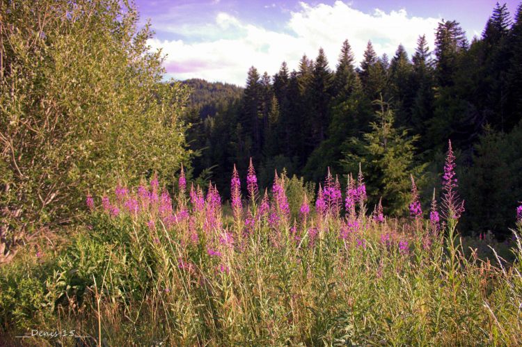 Fonds d'cran Nature Montagnes AUVERGNE-HAUTE LOIRE