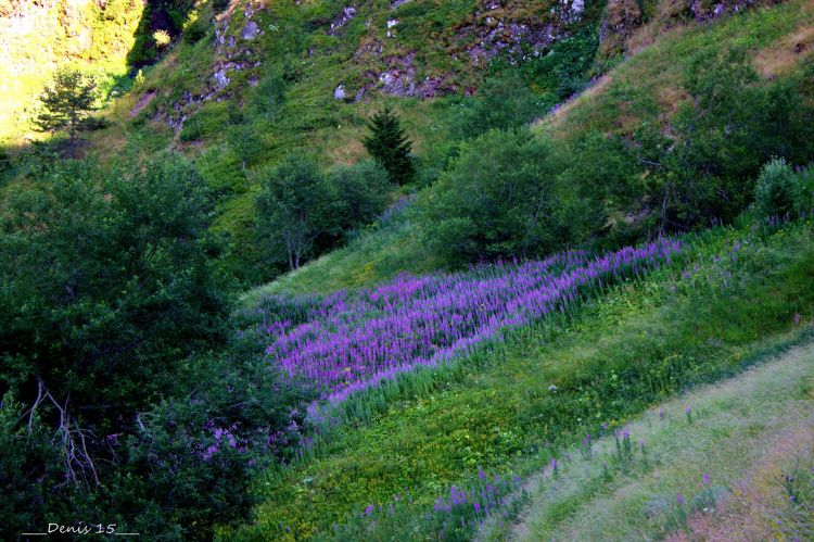 Fonds d'cran Nature Montagnes AUVERGNE-HAUTE LOIRE