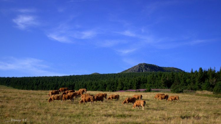 Fonds d'cran Nature Montagnes AUVERGNE-HAUTE LOIRE