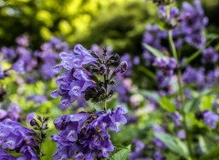  Nature Fleurs bleues