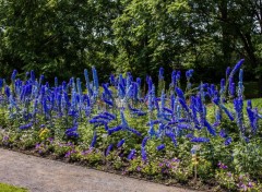  Nature Fleurs bleues