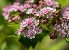  Nature Fleurs rose