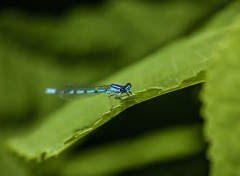  Animaux Libellule bleue