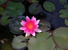  Nature Nénuphar rose