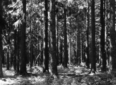  Nature La Forêt Noire - Allemagne