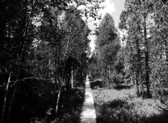  Nature La Forêt Noire - Allemagne