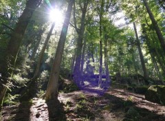  Nature La Forêt Noire - Allemagne