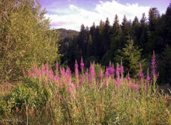  Nature AUVERGNE-HAUTE LOIRE