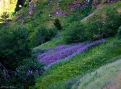  Nature AUVERGNE-HAUTE LOIRE