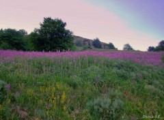  Nature AUVERGNE-HAUTE LOIRE