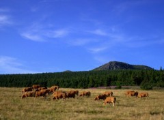  Nature AUVERGNE-HAUTE LOIRE