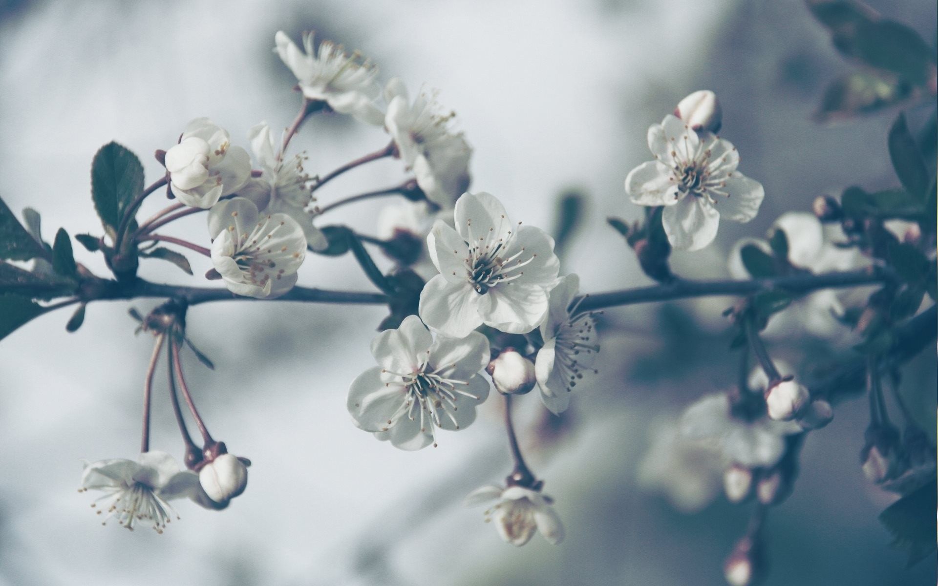 Fonds d'cran Nature Fleurs 