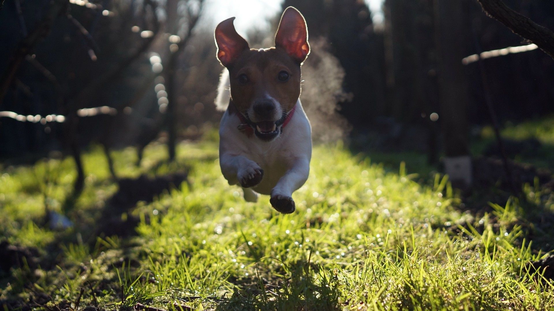 Fonds d'cran Animaux Chiens 