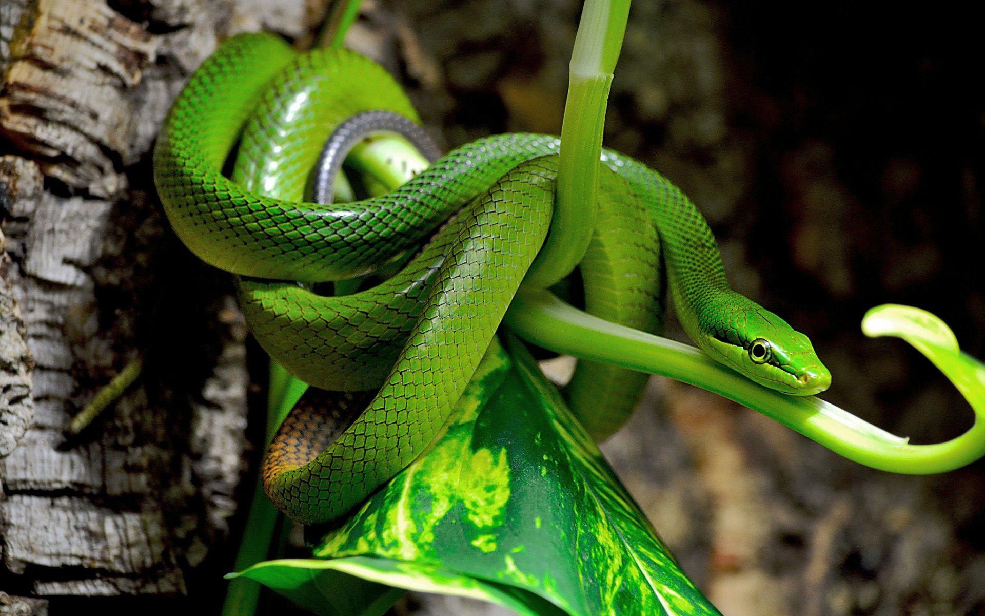 Wallpapers Animals Snakes 