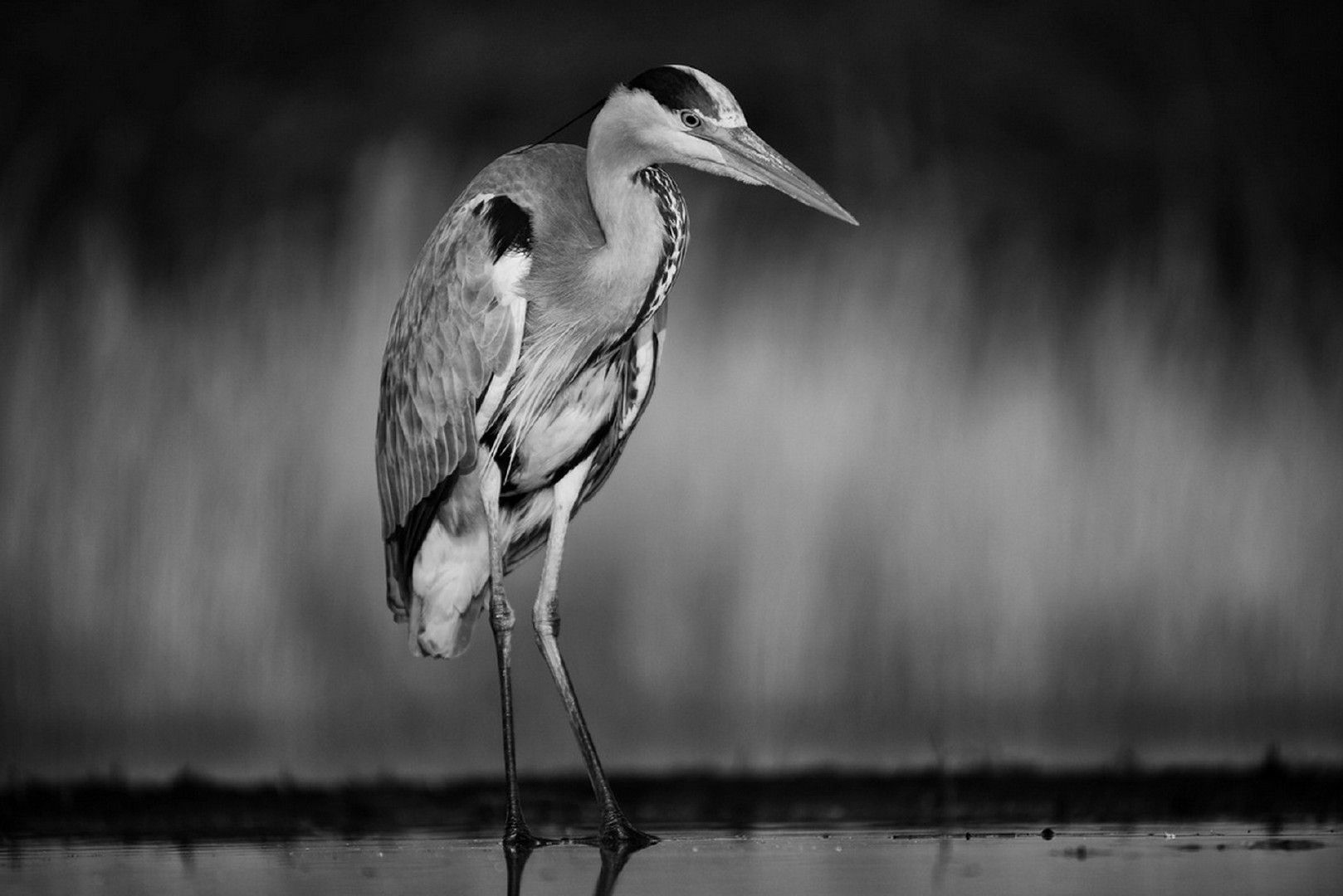 Fonds d'cran Animaux Oiseaux - Hrons 