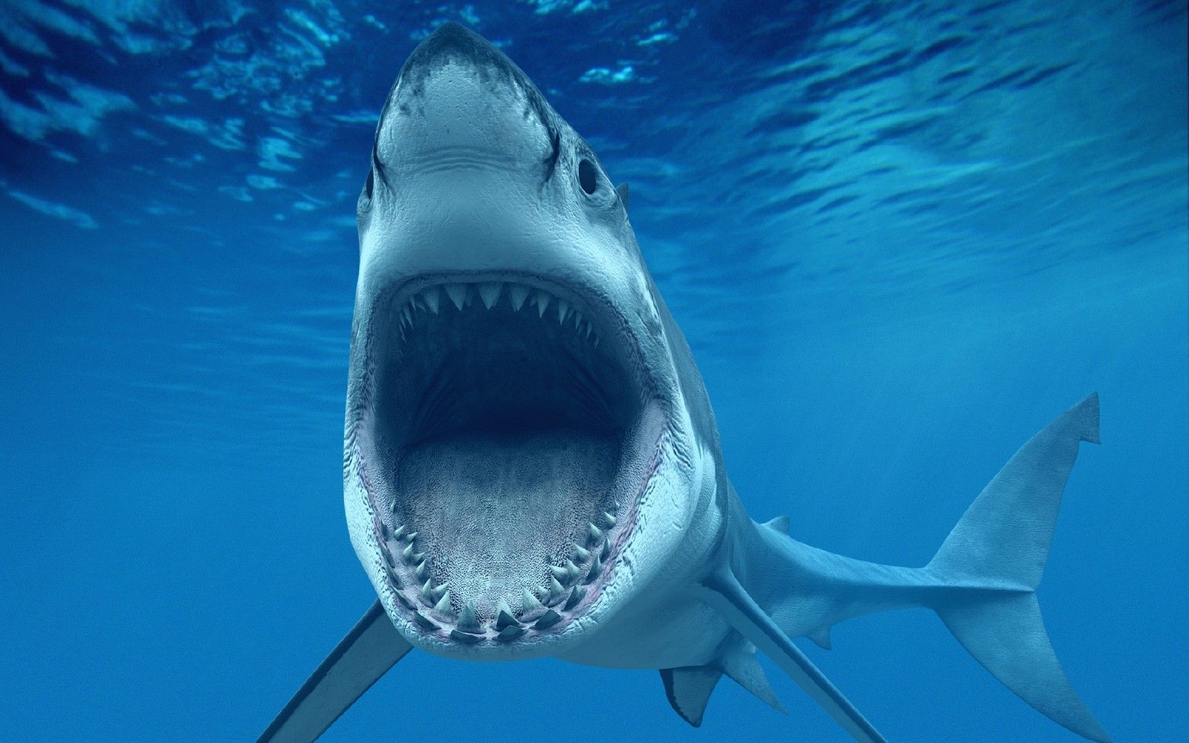 Wallpapers Animals Sealife - Sharks 