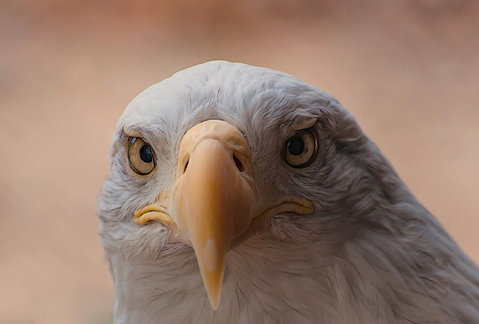 Wallpapers Animals Birds - Eagles 