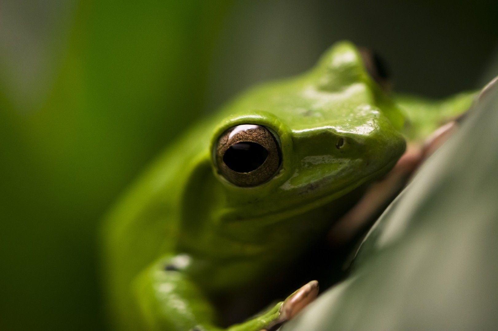 Wallpapers Animals Frogs - Toads 