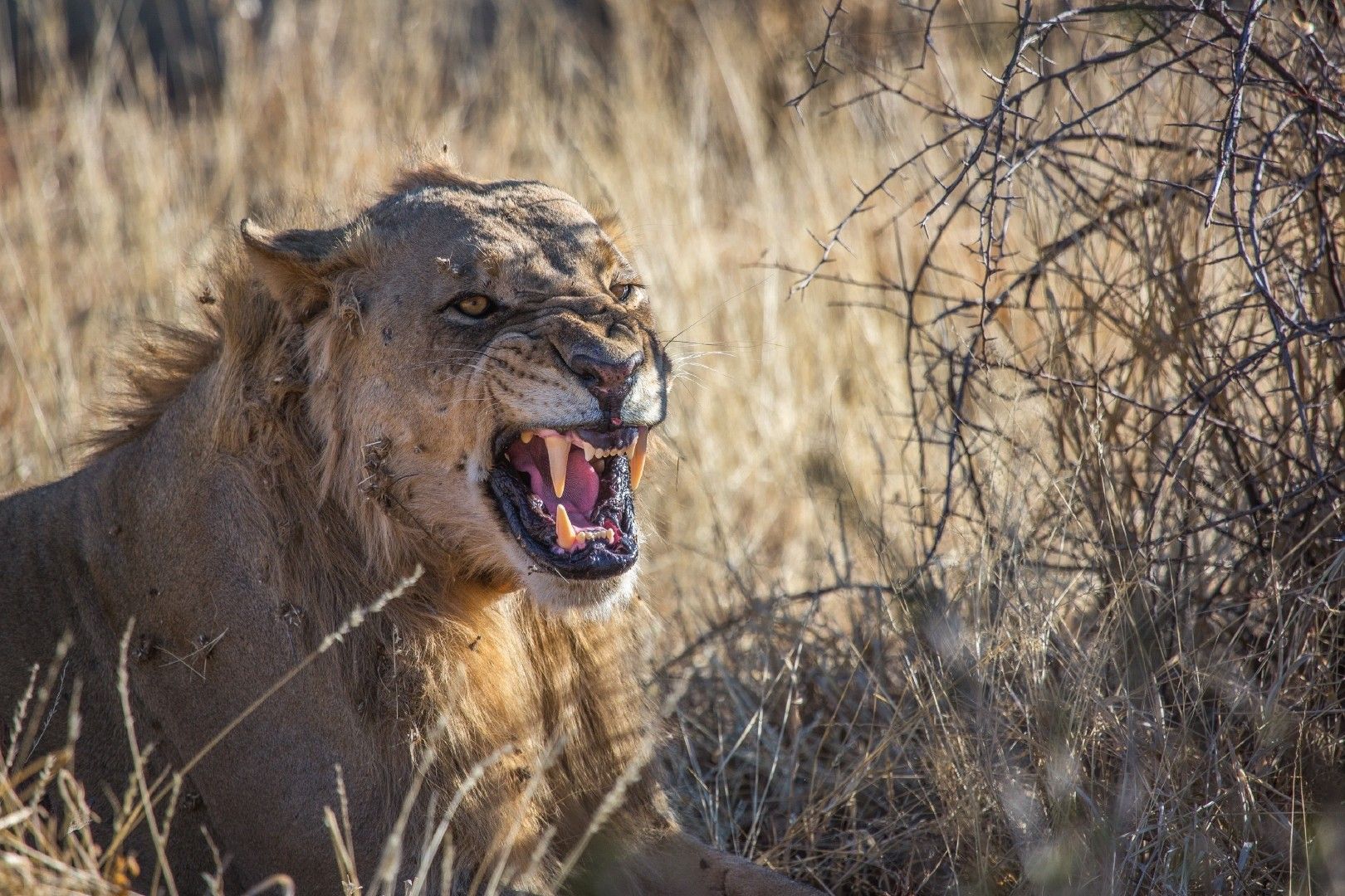 Wallpapers Animals Felines - Lions 