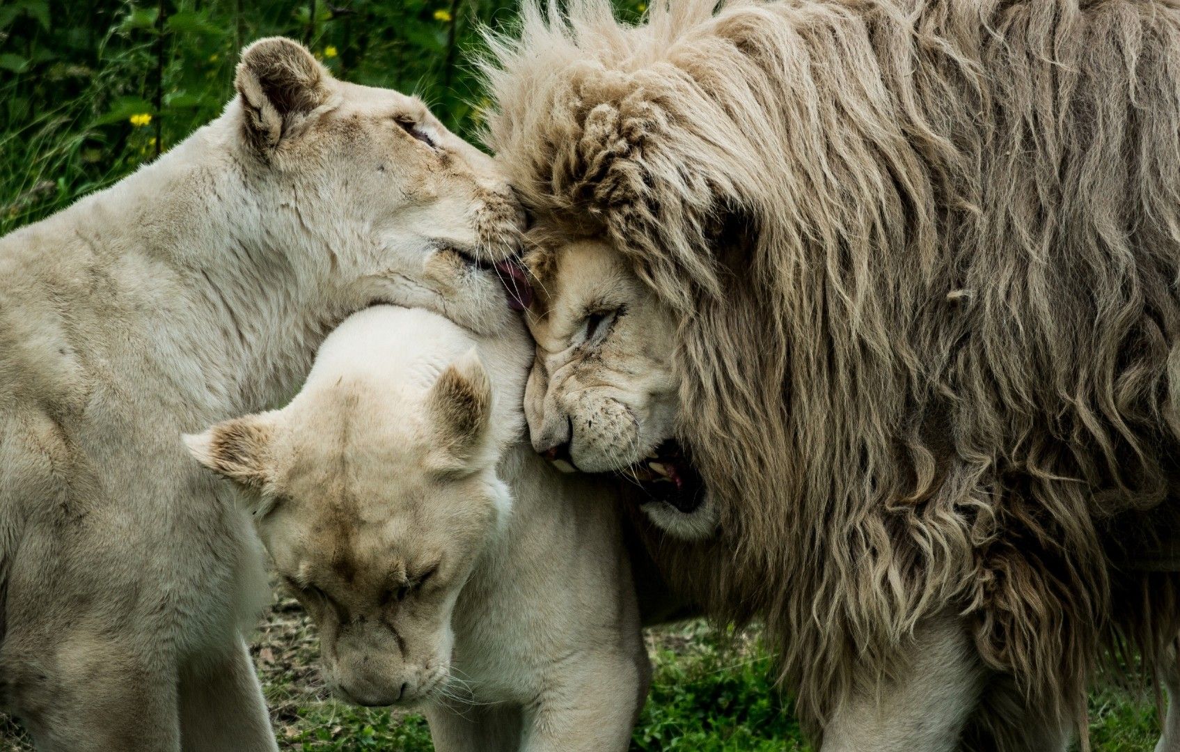 Fonds d'cran Animaux Flins - Lions 