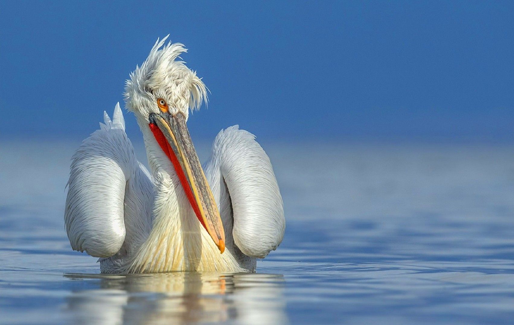 Fonds d'cran Animaux Oiseaux - Plicans 