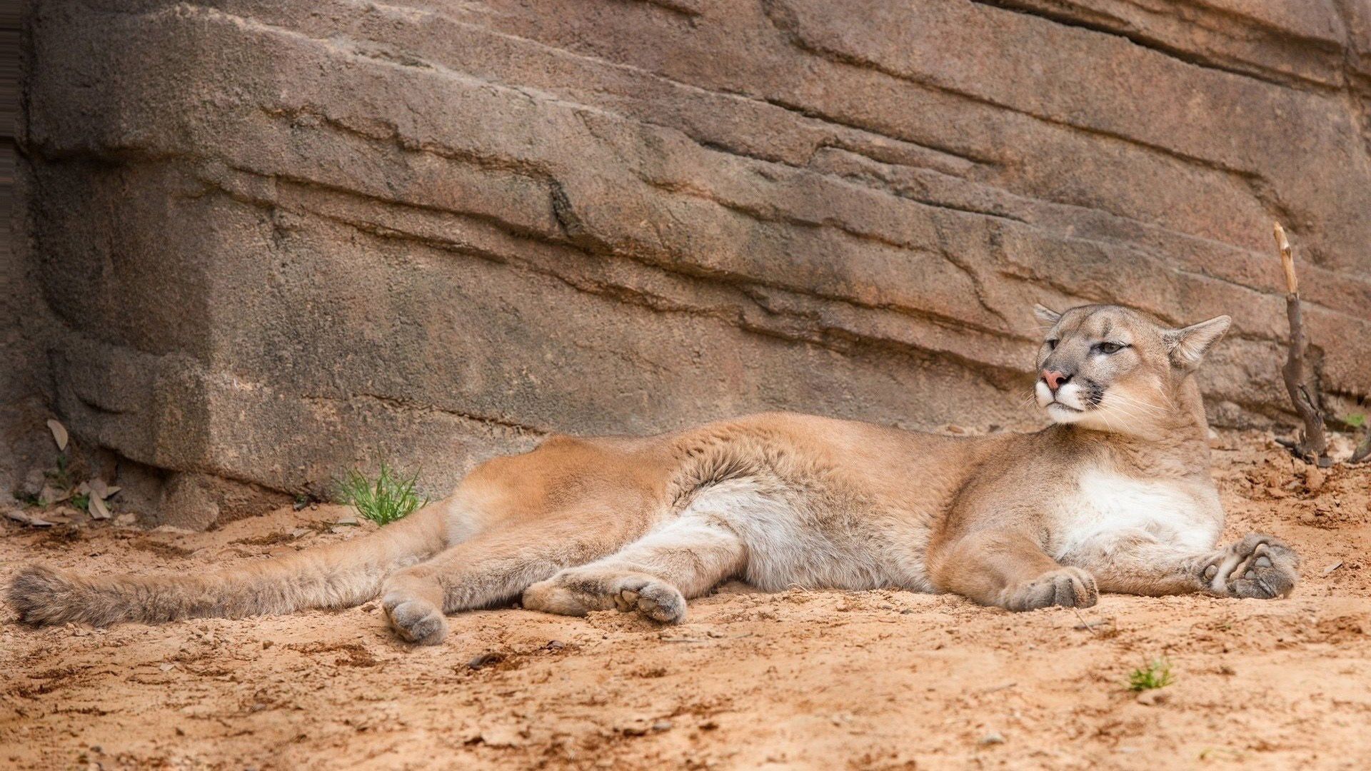 Wallpapers Animals Felines - Pumas 