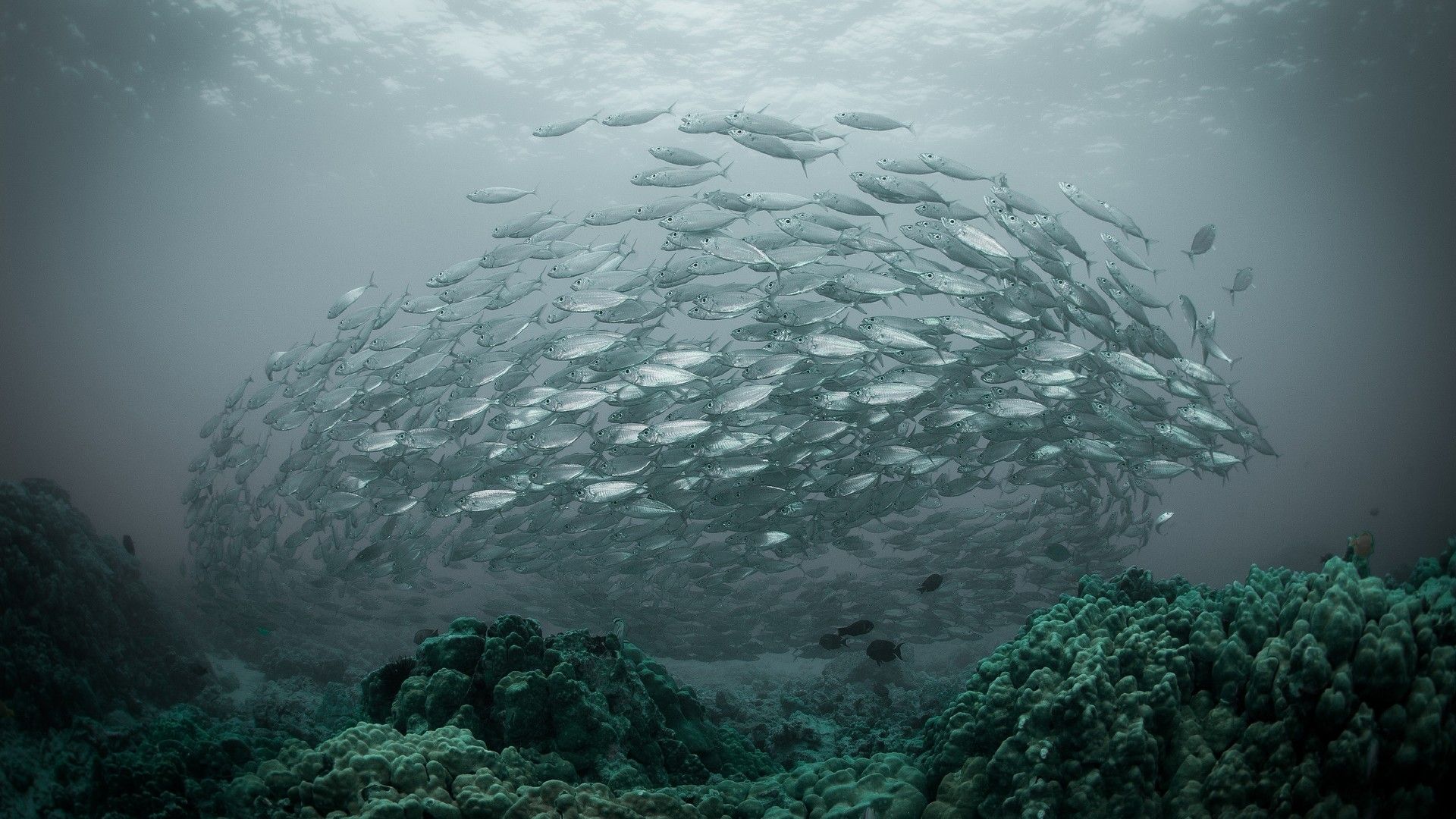 Fonds d'cran Animaux Vie marine - Poissons 