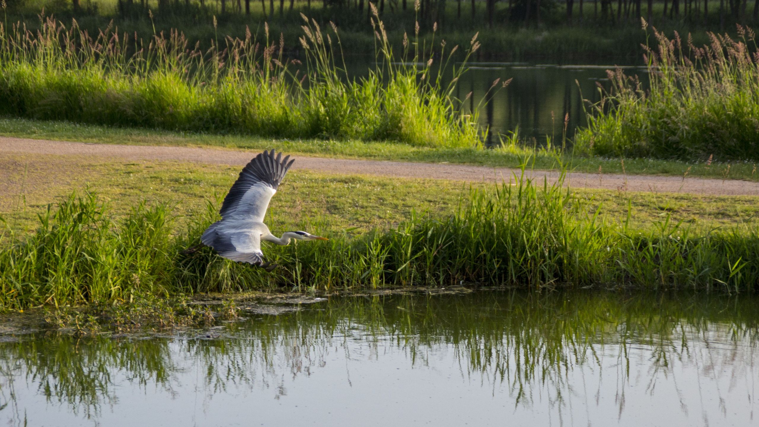 Wallpapers Animals Birds - Herons 