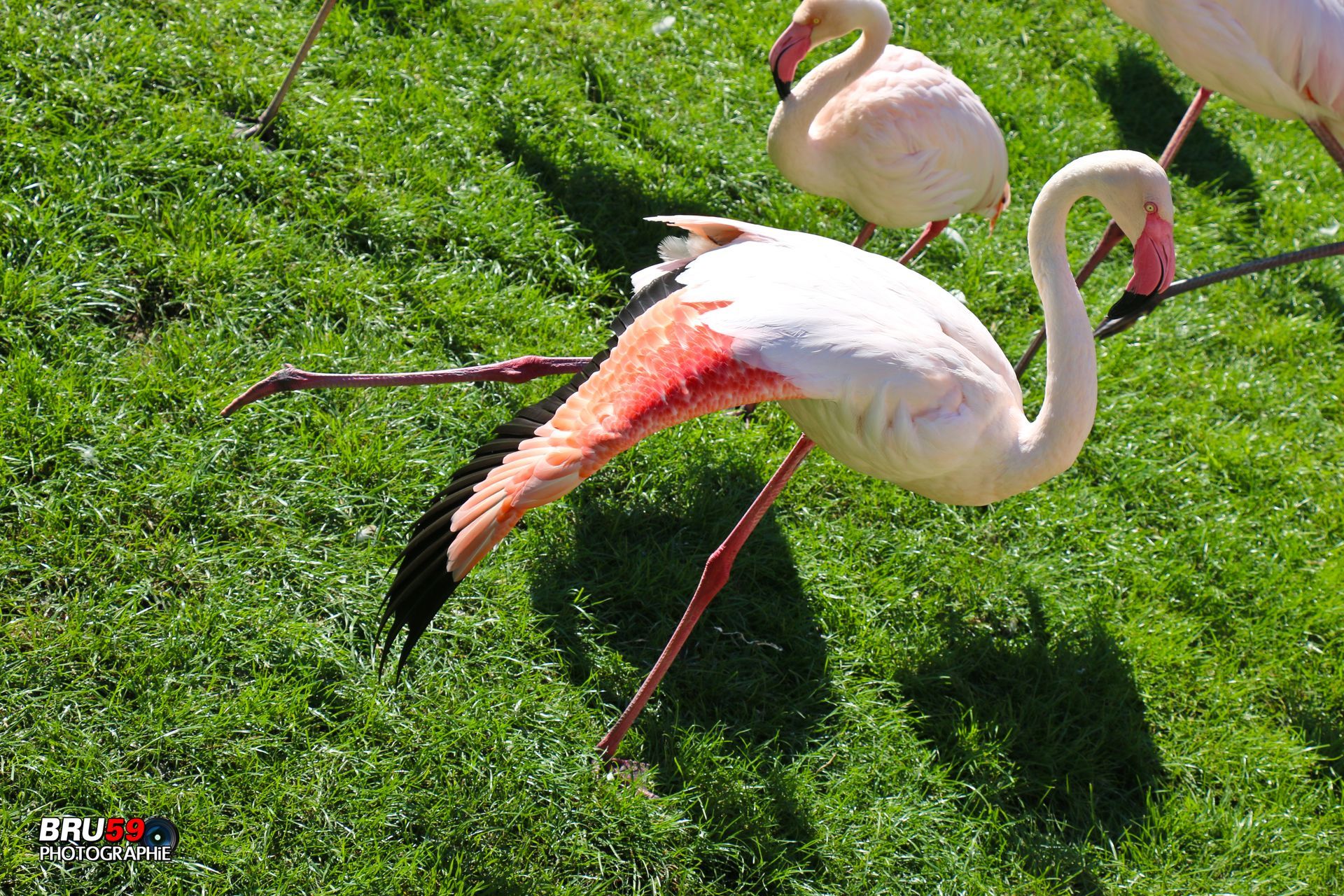 Wallpapers Animals Birds - Flamingos Flamand rose qui s'étire