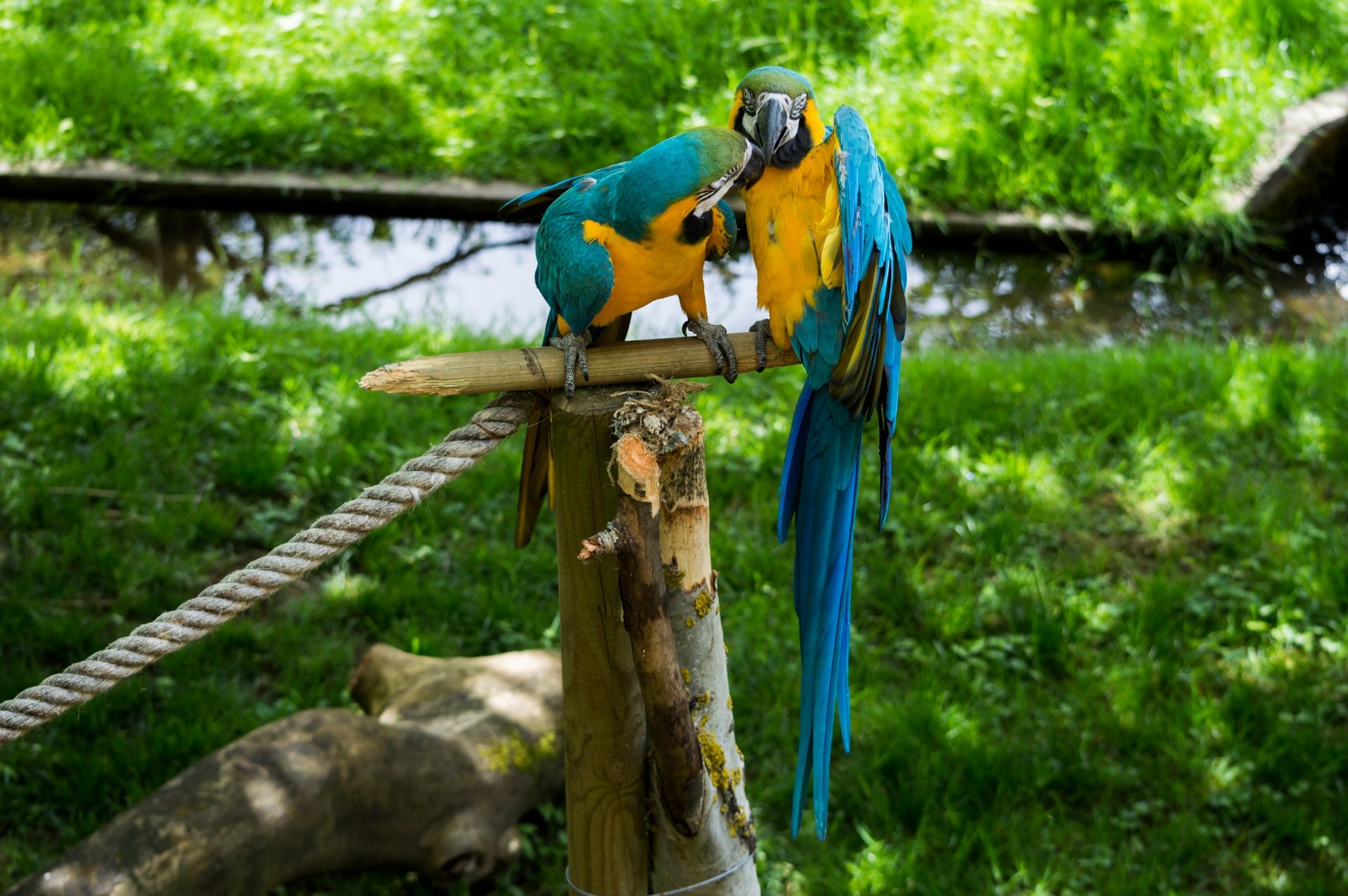 Fonds d'cran Animaux Oiseaux - Perroquets 