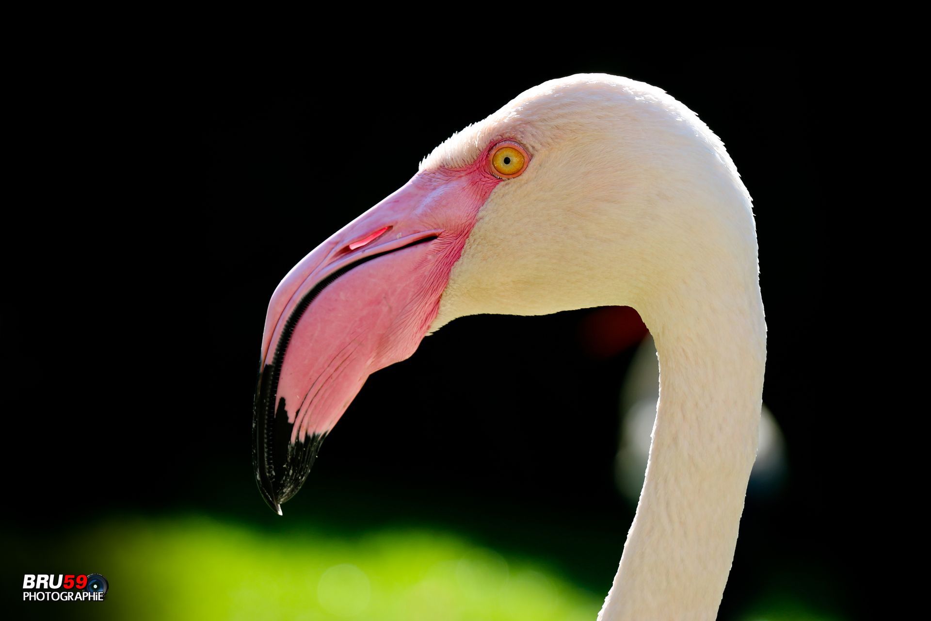 Fonds d'cran Animaux Oiseaux - Flamands roses Flamand rose de profil