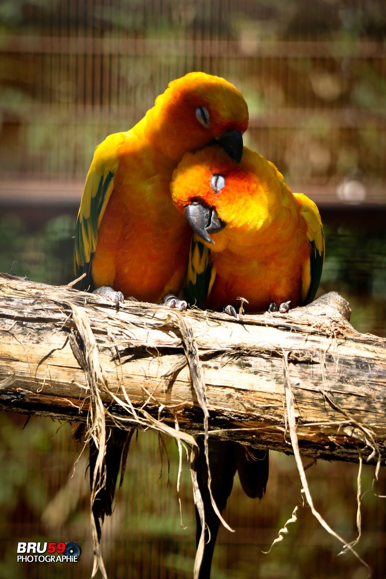 Wallpapers Animals Birds - Budgies Les inséparables