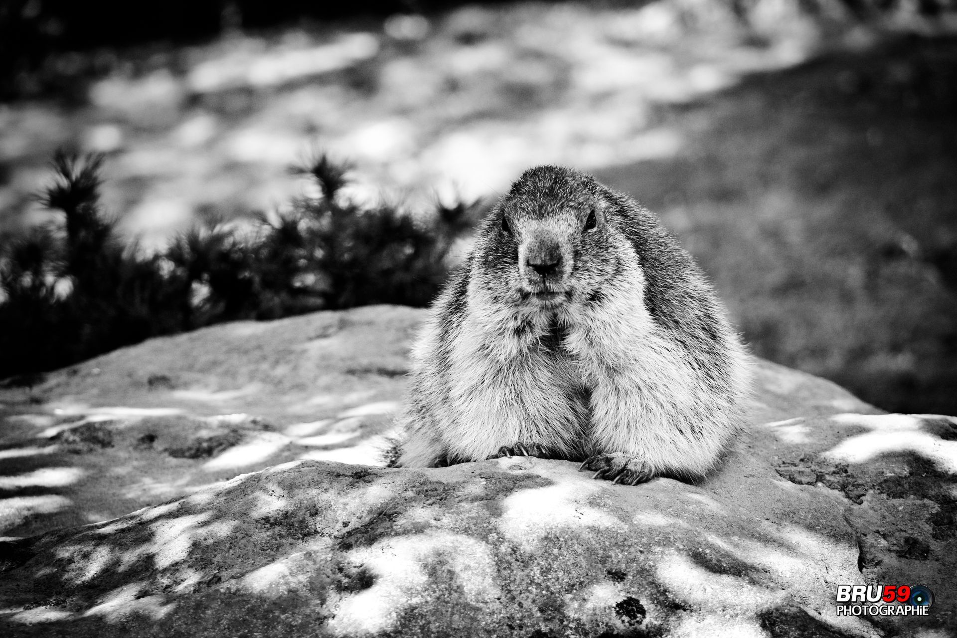 Fonds d'cran Animaux Marmottes marmotte