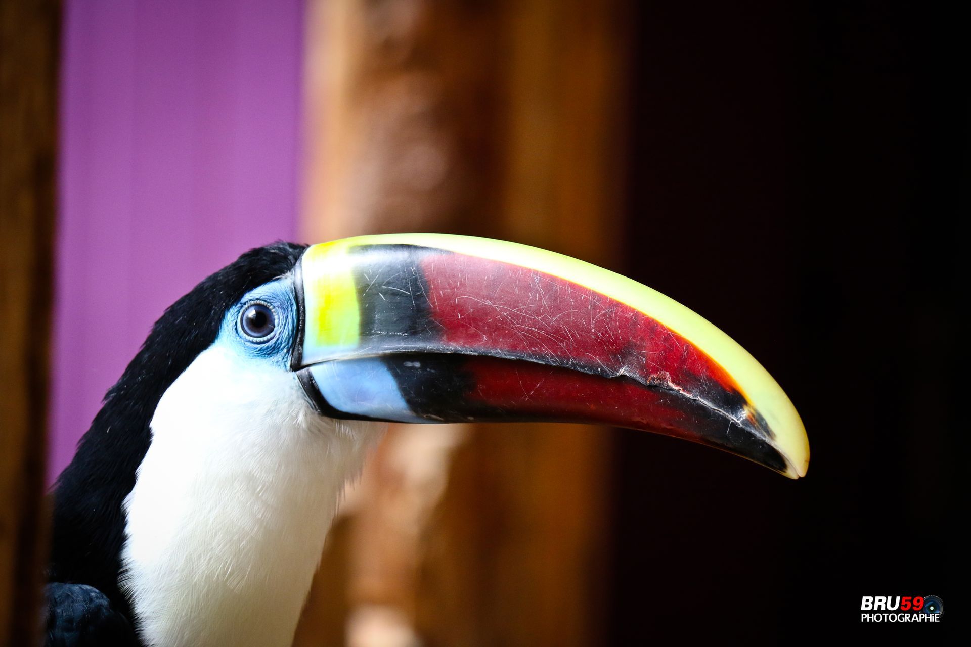 Fonds d'cran Animaux Oiseaux - Toucans Toucan toco