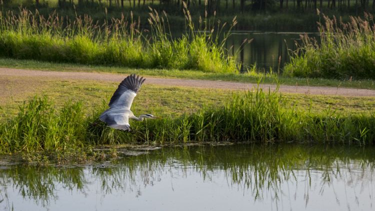 Wallpapers Animals Birds - Herons Wallpaper N411895