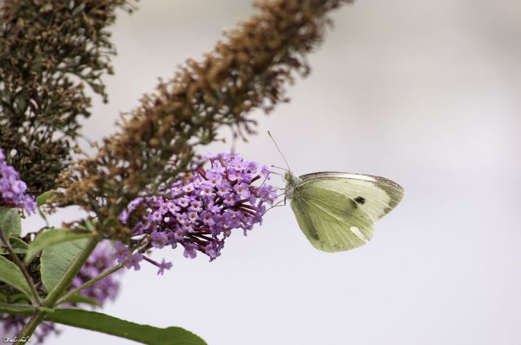 Wallpapers Animals Insects - Butterflies Papillion Groumand