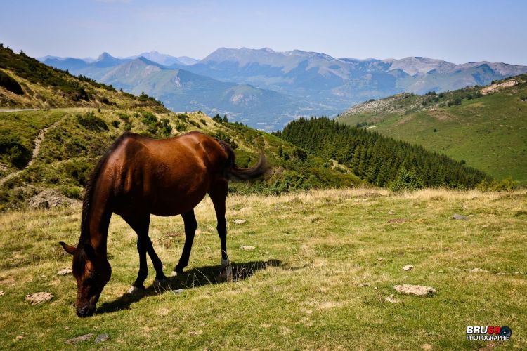 Wallpapers Animals Horses Col du Hautacam - cheval