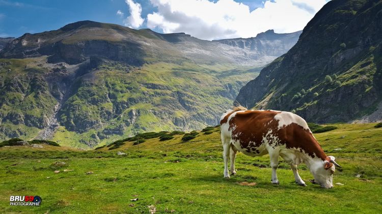 Fonds d'cran Animaux Vaches - Taureaux - Boeufs Gavarnie Cirque de Troumouse - vache milka